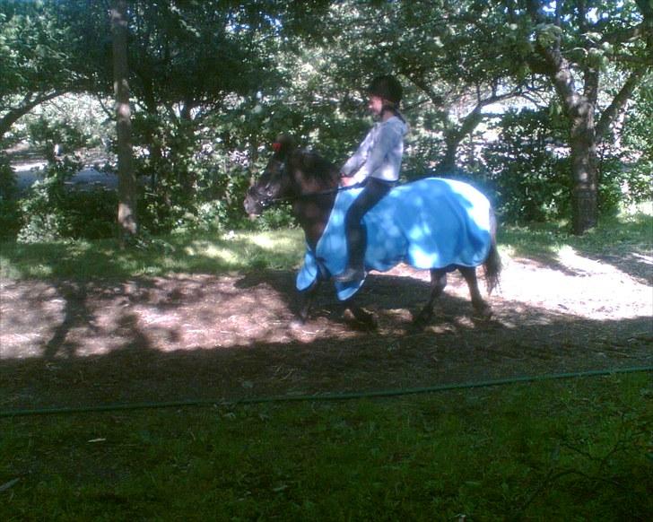 Shetlænder Hugo - de to banditter <3<3<3 billede 3