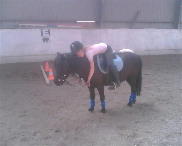 Shetlænder Hugo - Så skønt et par!:-) billede 5