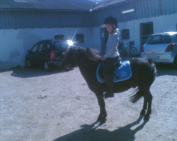 Shetlænder Hugo - babyer :-) billede 6