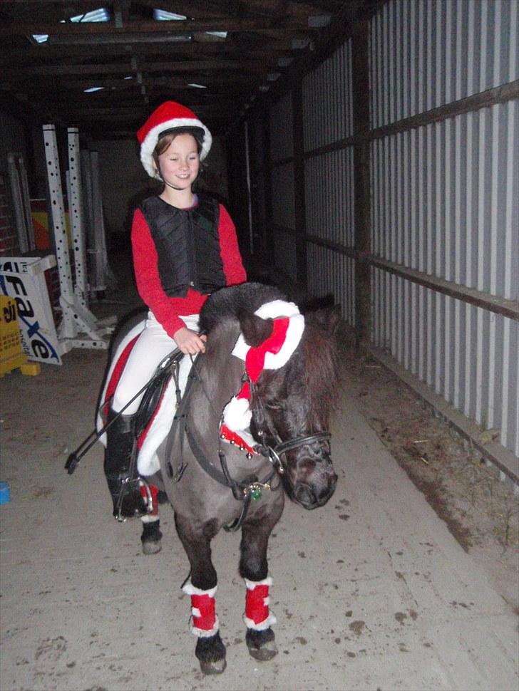 Shetlænder Hugo - Hugo og cille :-) et ægte venskab! billede 4