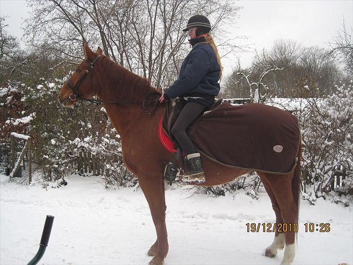 Dansk Varmblod No rain to day Frede - Frede og Mig :) billede 14