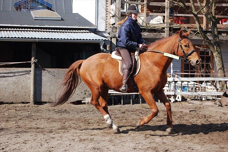 Dansk Varmblod No rain to day Frede - Frede og mig :) billede 15