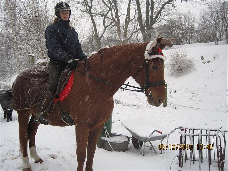Dansk Varmblod No rain to day Frede - Mig og Frede inden juleoptoget :) billede 16