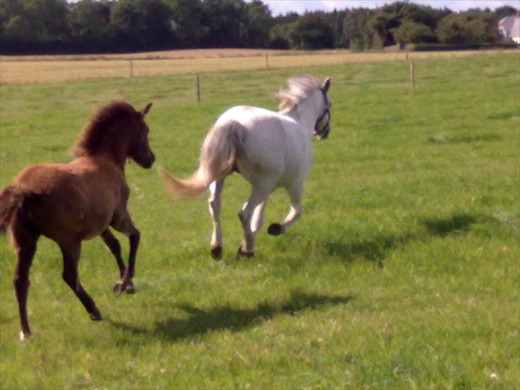 Anden særlig race Necupina (Pina) - Farveller!!!!!!! billede 11