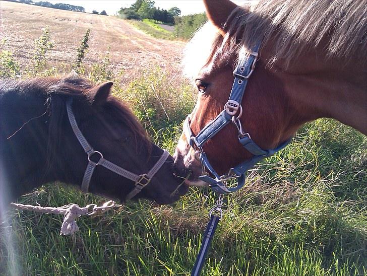 New Forest Firfod Flittiglize - på tur med sofie og frederik  billede 9