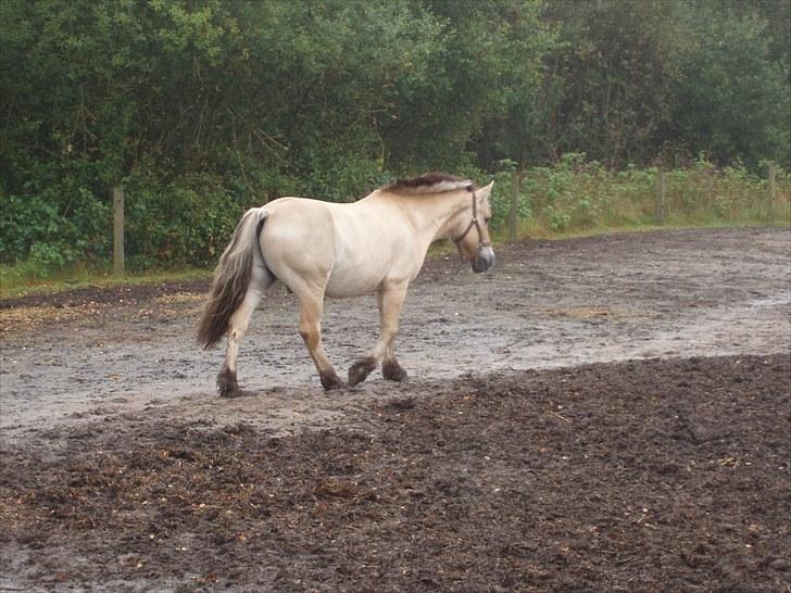 Fjordhest Amigo - Amigo går sig en tur. billede 12