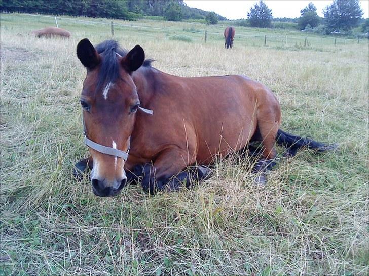 Anden særlig race May Day<3*Gml.part&solgt* - Fordi jeg elsker dig af hele mit hjerte og jeg savner dig !<3 *Foto:mig* billede 18