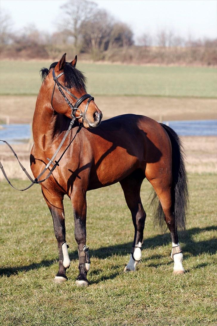 DSP Røgild's Artax billede 7