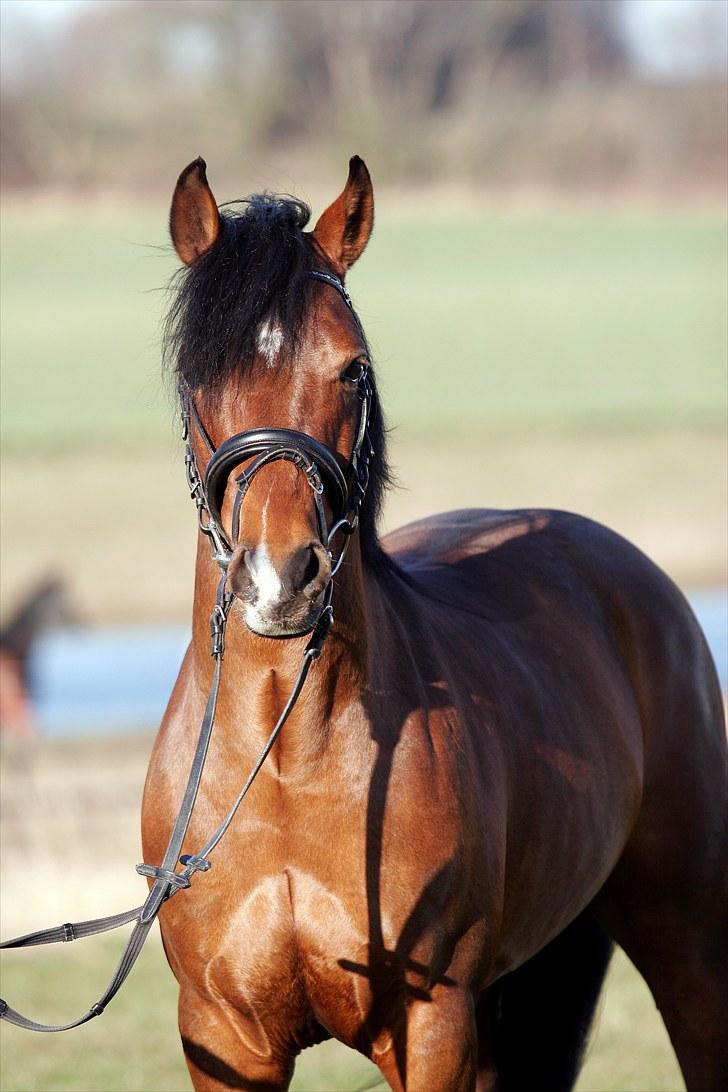 DSP Røgild's Artax - Min Smukke Pony billede 8