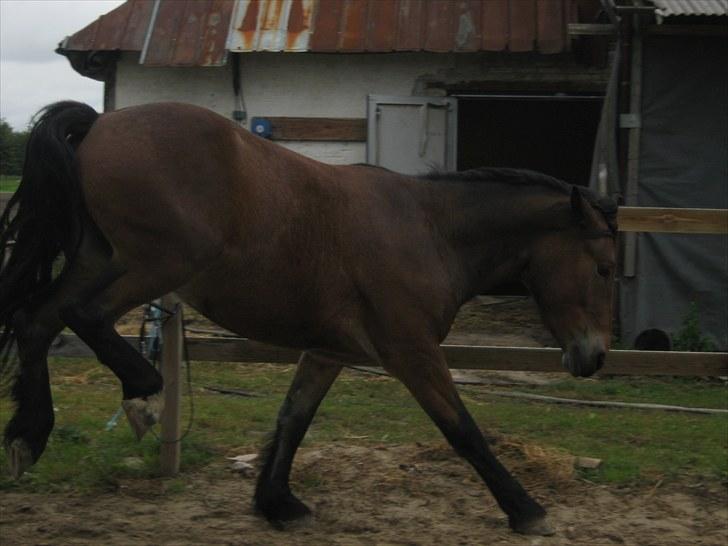 Nordsvensk Skovhest Lukas - Kapoow! billede 8