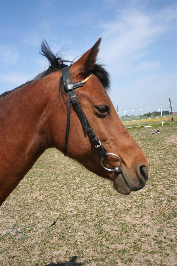 Anden særlig race Ronja AFDØD - Ronja billede 1