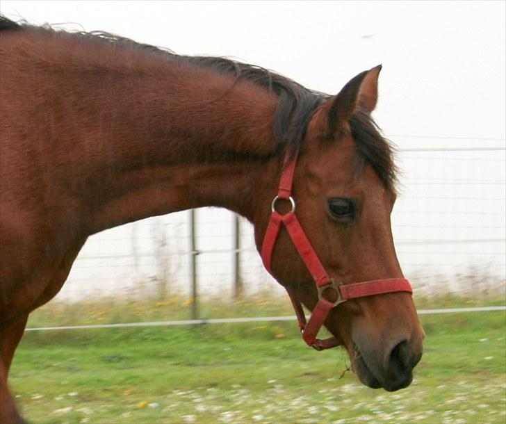 Anden særlig race Ronja AFDØD billede 2