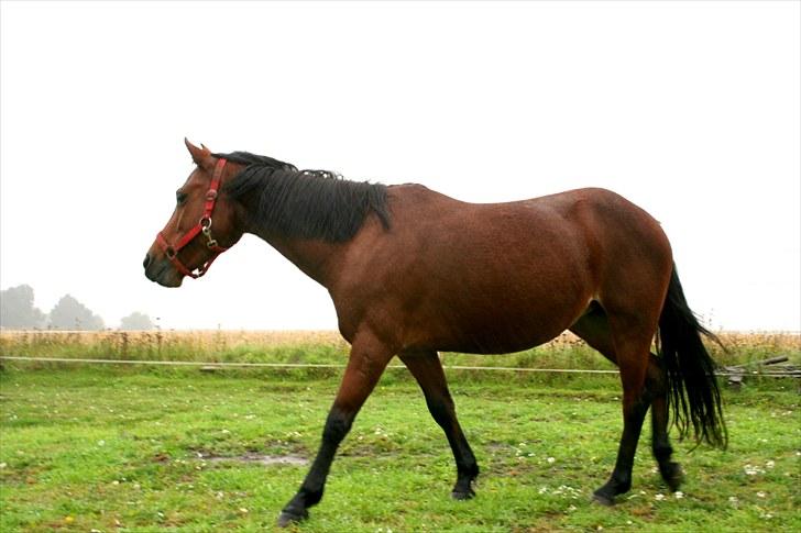 Anden særlig race Ronja AFDØD - Roja på fold billede 3