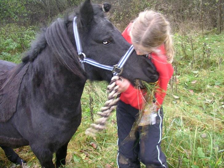 Shetlænder Zeus Savnet<3<3 billede 13