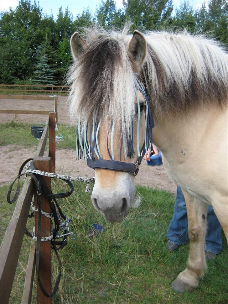 Fjordhest Claus - Du er den sødeste pony i verden billede 2