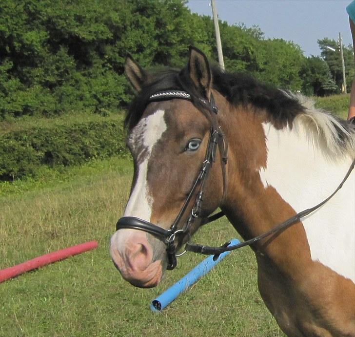 Anden særlig race Ebony's Surprise SOLGT - Velkommen til Surprise´s profil :) billede 1