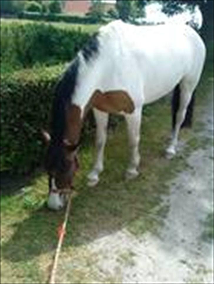 Anden særlig race Ebony's Surprise SOLGT - Smukke dyr! billede 3