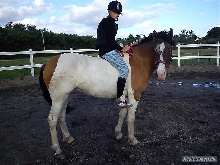 Anden særlig race Ebony's Surprise SOLGT billede 5