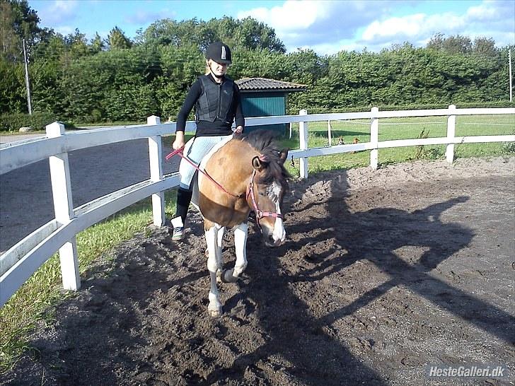 Anden særlig race Ebony's Surprise SOLGT billede 6