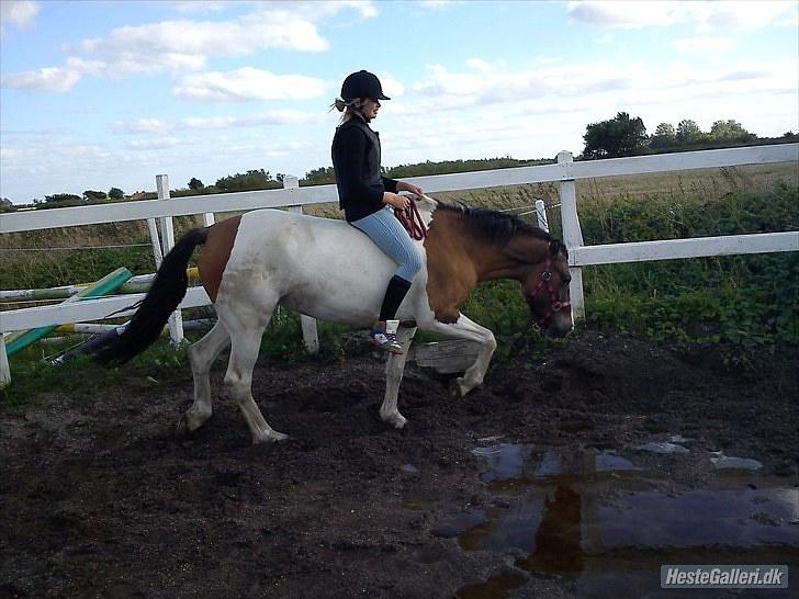 Anden særlig race Ebony's Surprise SOLGT billede 7