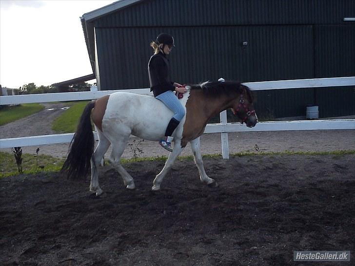 Anden særlig race Ebony's Surprise SOLGT billede 8