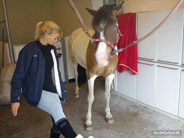 Anden særlig race Ebony's Surprise SOLGT billede 9