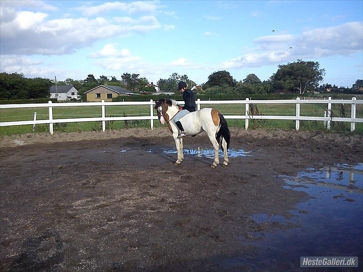 Anden særlig race Ebony's Surprise SOLGT billede 10