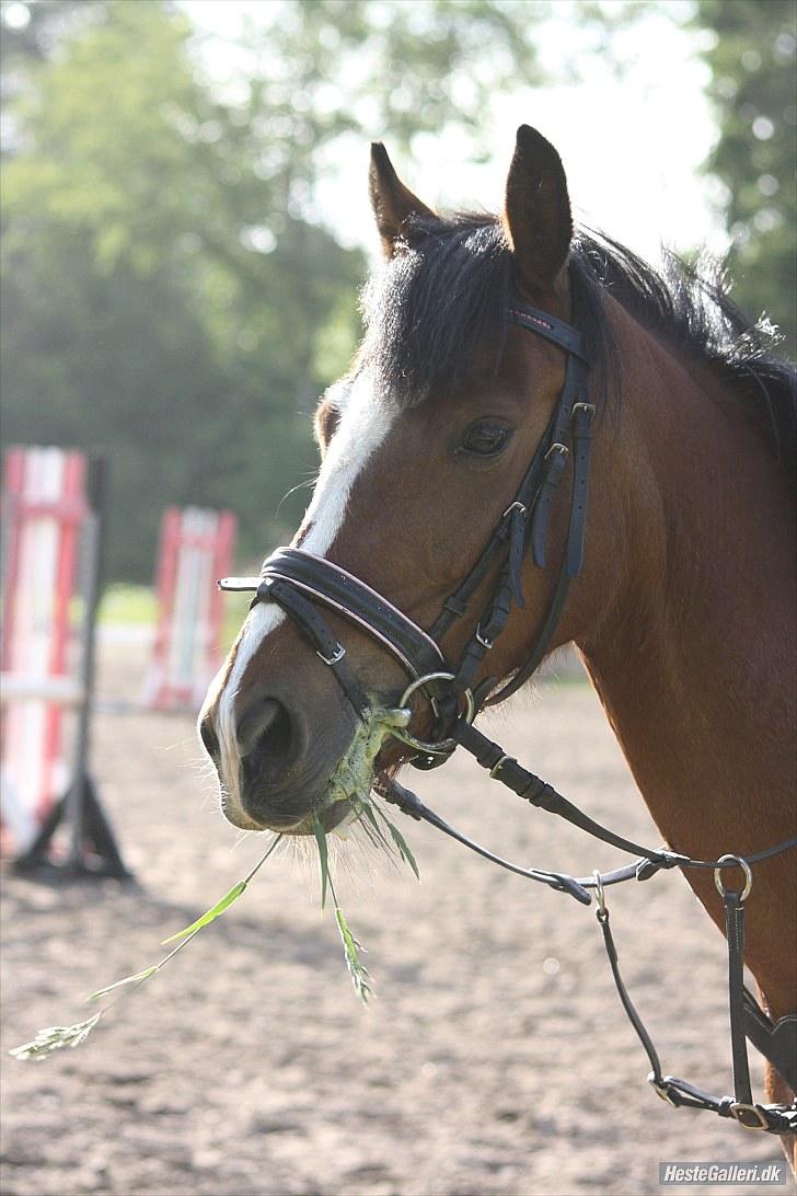 Anden særlig race Álice [tidl. hest] - smukt! JL-foto billede 11