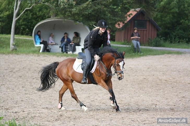 Anden særlig race Álice [tidl. hest] - JL-foto billede 15