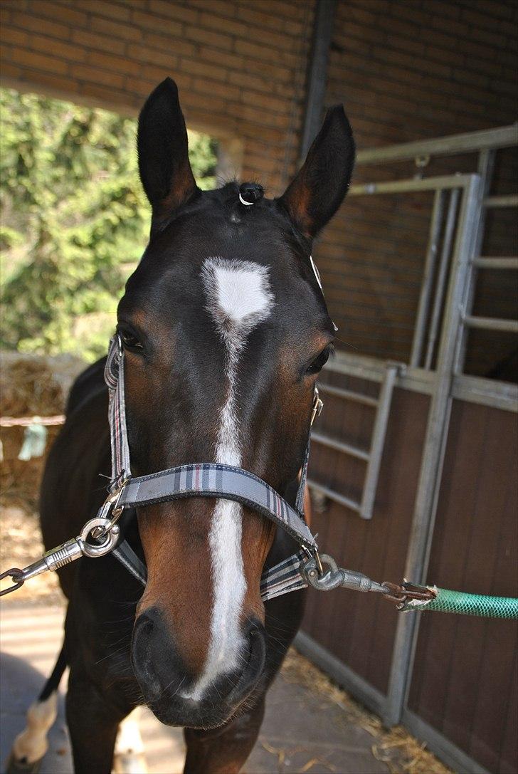 DSP Raunsmindes Anastasia - #2: Maj 2011 - En træt pony på staldgangen efter stævne! :-) Foto: Mig billede 2