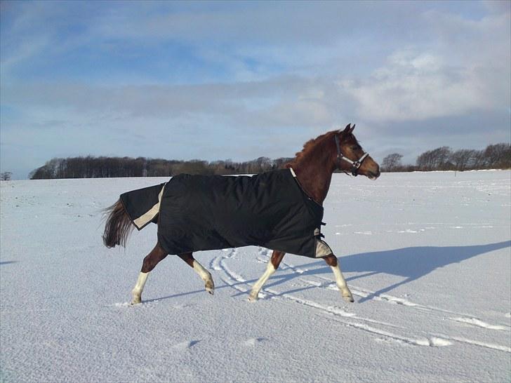 Sportsaraber (A) Iwan (four socks) - lillemanden i sneen. billede 13