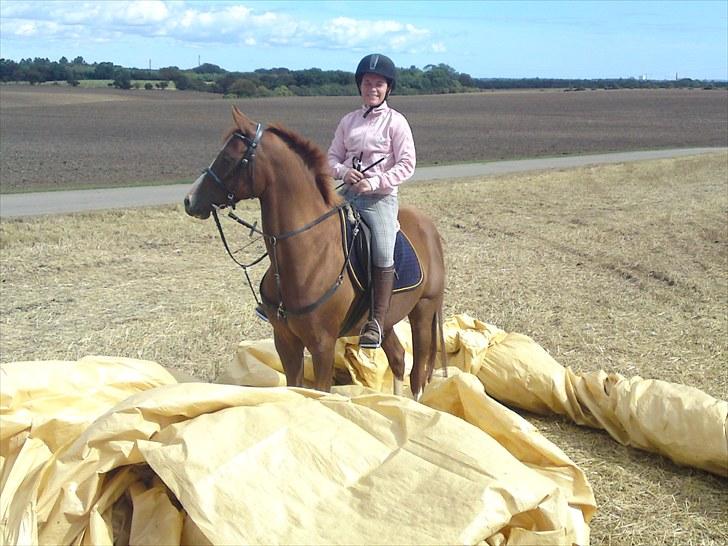 Sportsaraber (A) Iwan (four socks) - han er ikke ret bange. billede 14