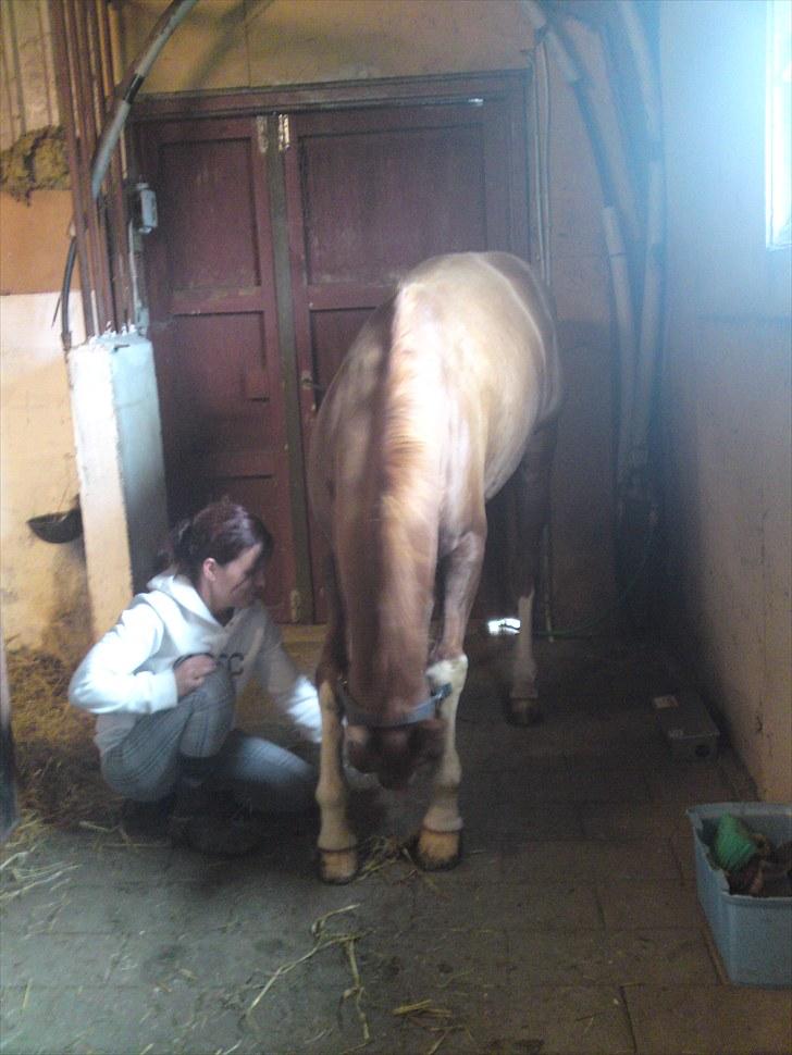 Sportsaraber (A) Iwan (four socks) - vi øver lidt med ham. billede 15