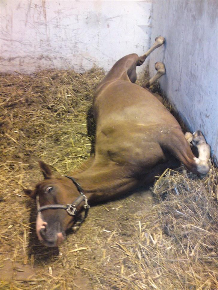 Sportsaraber (A) Iwan (four socks) - lille dumme iwan har rullet sig, og sidder nu fast der. billede 16