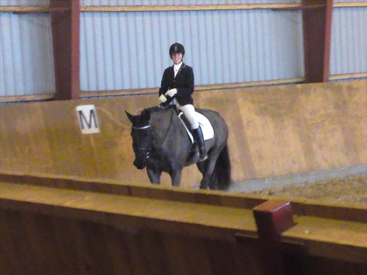 Dansk Varmblod Amy billede 1