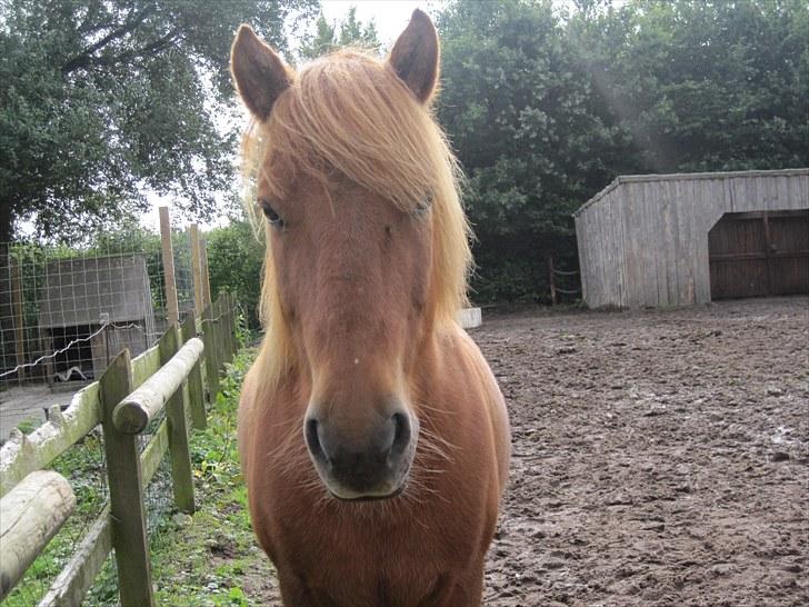 Islænder Blossi <3 (Flamme)<3 - Blossi på mark (;<3 billede 4