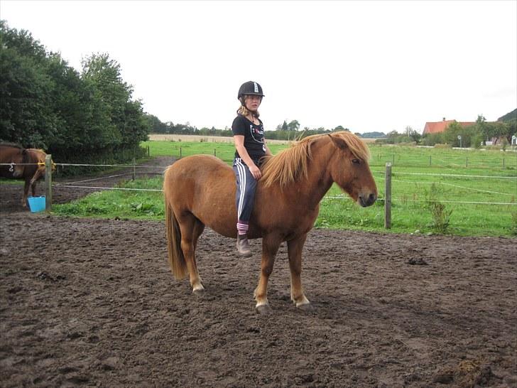 Islænder Blossi <3 (Flamme)<3 - <3 billede 5