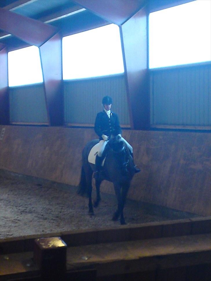 Dansk Varmblod Amy billede 2