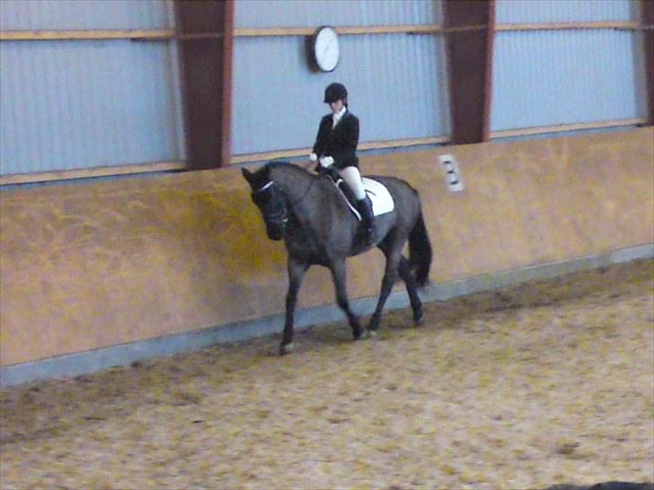 Dansk Varmblod Amy billede 3