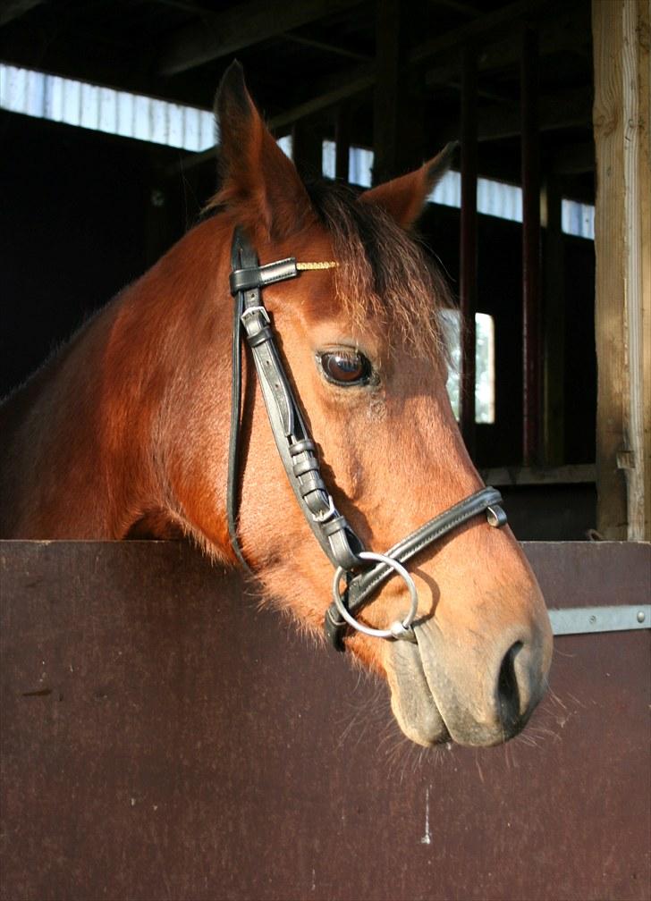 Anden særlig race Ronja AFDØD - i stalden billede 4
