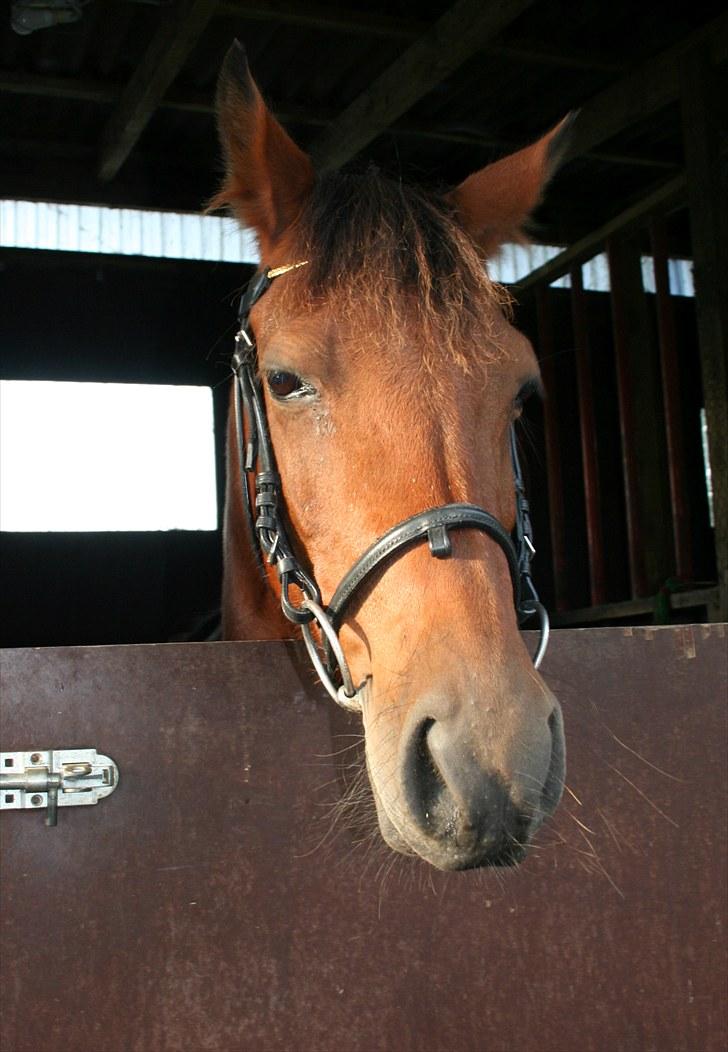 Anden særlig race Ronja AFDØD - i stalden billede 5