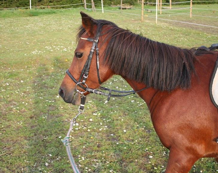 Anden særlig race Ronja AFDØD - Ronja i longe billede 6