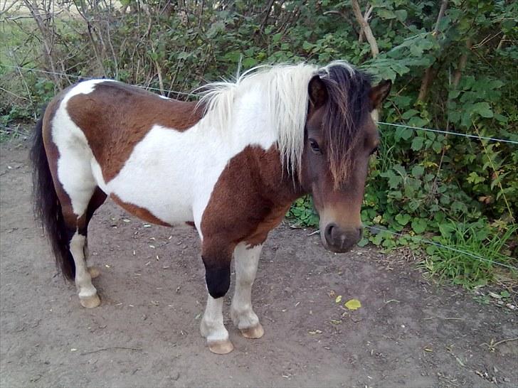 Anden særlig race Boddy l SOLGT billede 1