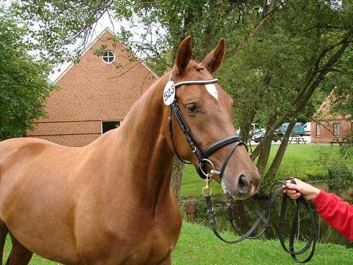 Dansk Varmblod Crelida billede 9