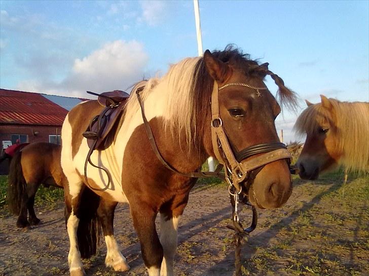 Anden særlig race Boddy l SOLGT billede 2