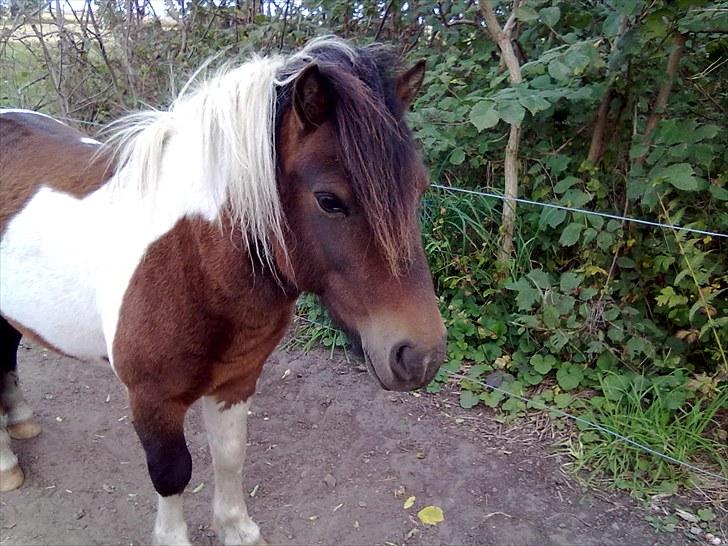 Anden særlig race Boddy l SOLGT billede 4