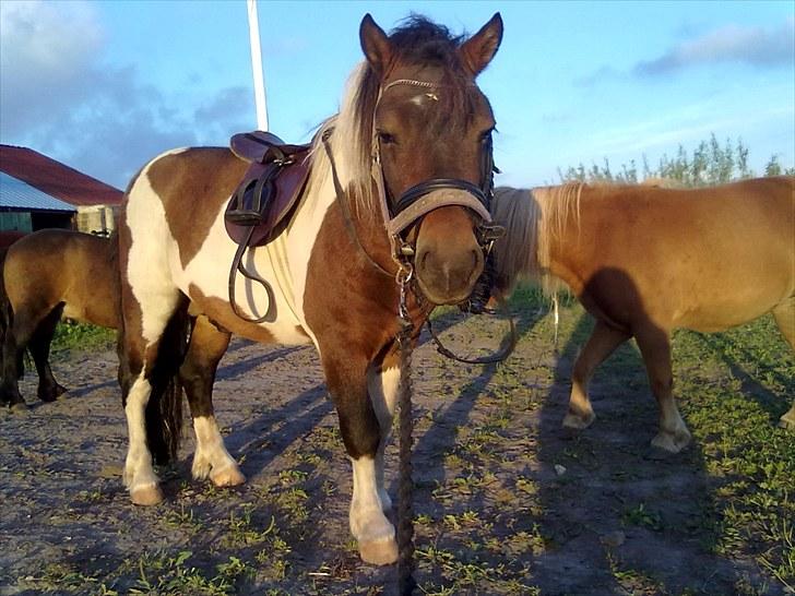 Anden særlig race Boddy l SOLGT billede 5