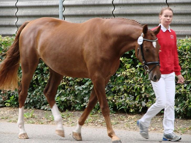 Dansk Varmblod Crelida billede 11