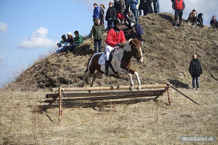 Anden særlig race Quintarnar de la orden (pinto) - (16)
fordi jeg ØNSKER af hele mit hjerte at du er kommet til en god familie!:')
 foto:  Michelle Ishøy  taak:D billede 18