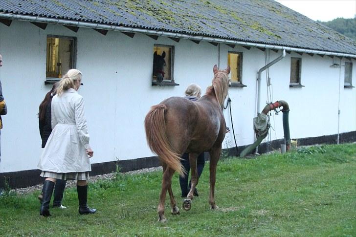 Arabisk fuldblod (OX) DY Shahlia - Ankomst til Wonderful Arabians, 10. september 2010. Foto: Min mor billede 17